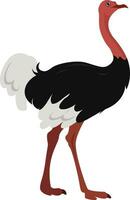 Big Ostrich, illustration, vector on white background