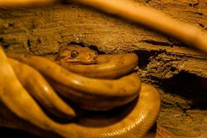 serpiente arrollado dentro un pelota foto