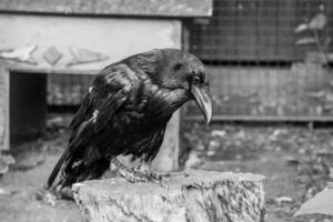 Beautiful black crows sit on a stump photo