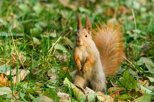 Quick Squirrel in the search for nuts photo