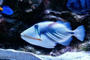 Fish Painted Triggerfish Rhinecanthus aculeatus photo