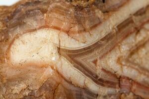 macro mineral Roca ágata marrón en blanco antecedentes foto