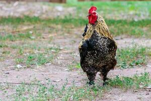 beautiful cock on grass background photo