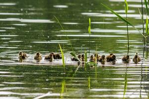 duck with ducklings swimming on the water body photo