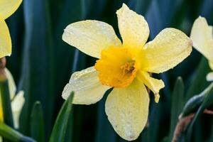 beautiful summer Trumpet daffodils photo