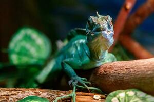 Beautiful Lizard Helmeted Basilisk, Plumed Basiliscus, Basilscus plumiphrins photo