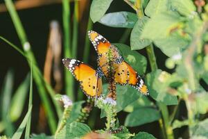 vibrante mariposa alas en de la naturaleza jardín delicado revoloteando insecto capturado en detallado de cerca foto