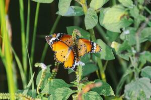 Vibrant Butterfly Wings in Nature's Garden Delicate Fluttering Insect Captured in Detailed Close-up photo