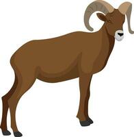 Mouflon animal, illustration, vector on white background