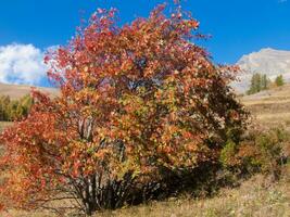 a tree with red leaves photo