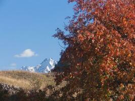 a tree with red leaves and a mountain in the background photo