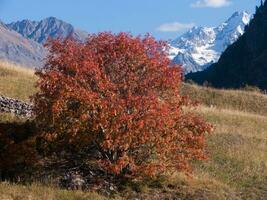 un árbol con rojo hojas foto