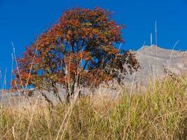 a tree with a red leaf photo