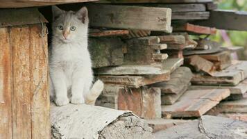two shy kittens hiding in old used lumber firewood stack video