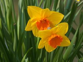 two yellow flowers photo