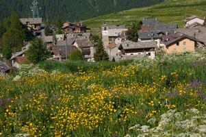 un campo de flores foto