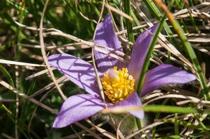 un púrpura flor es creciente en el césped foto