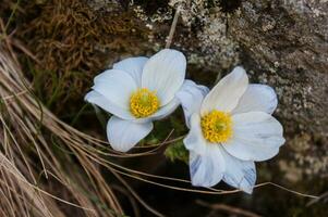 two white flowers are growing on a rock photo