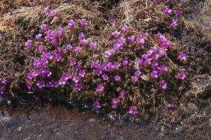 a small patch of purple flowers growing in the water photo