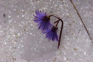 a purple flower growing out of a snow covered ground photo