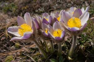 a group of purple flowers with yellow centers photo