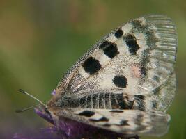 un mariposa es sentado en un flor foto