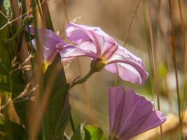 a purple flower in a field of brown grass photo