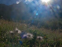 a field of grass with sunbeams shining through photo