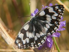 a butterfly with black and white spots on it photo