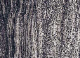 Vector illustration of Sakura or Prunus serrulata bark close-up. The texture of the trunk of Sakura. Background from living wood. Forest nature skin.