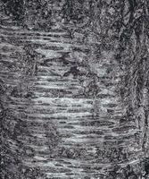 Vector illustration of Sakura or Prunus serrulata bark close-up. The texture of the trunk of Sakura. Background from living wood. Forest nature skin.