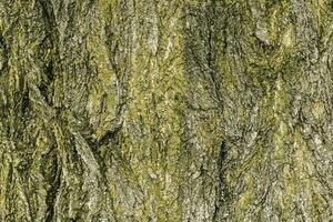 Vector illustration of Sakura or Prunus serrulata bark close-up. The texture of the trunk of Sakura. Background from living wood. Forest nature skin.