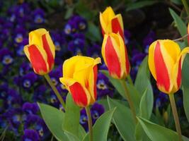 a group of yellow and red tulips photo