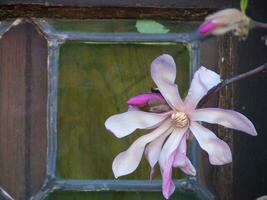 a flower is in front of a window photo