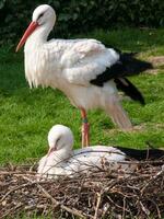 two white birds standing on a nest of twigs photo