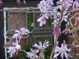 a close up of a flower in front of a window photo