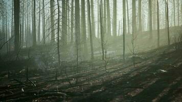 A burned forest with charred trees standing tall video