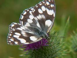 a butterfly with black and white spots on it photo