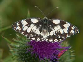 a butterfly is sitting on a flower photo