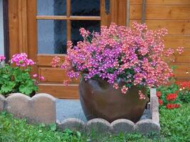 a flower pot with pink flowers in front of a wooden door photo