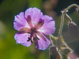 a purple flower with a sunbeam shining through it photo