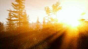 Sonnenlicht Streaming durch ein dicht Wald video