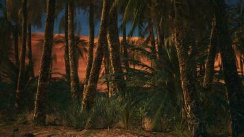 paume des arbres dans de face de une vibrant rouge le sable dune video