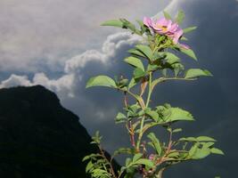 a flower with a mountain in the background photo