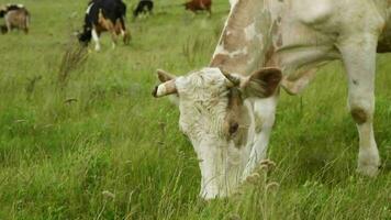 Kühe Essen Gras im ein Wiese im das Dorf. das Vieh grasen auf das Feld auf ein sonnig Tag. video