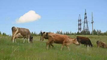 vaches pâturer dans le prairie. bétail en mangeant herbe dans le pâturage video