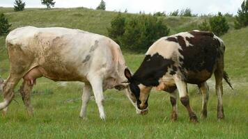 A cow and a bull are fighting on the field. Cattle beating horns in a meadow video