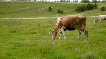 mucche mangiare erba nel il campo. bestiame pascolare nel il prato su un' soleggiato giorno. video