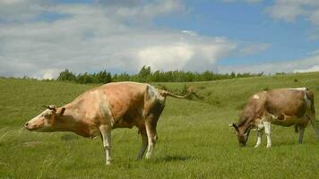 une vache fait chier dans une Prairie dans le village. bétail pâturage dans le champ sur une ensoleillé journée video