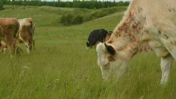 Kühe Essen Gras im ein Wiese im das Dorf. das Vieh grasen auf das Feld auf ein sonnig Tag. video